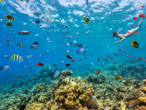 Turks and Caicos Underwater Oasis: Exploring Smiths Reef